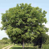 Nuc de Marea Neagra (Juglans Regia), cu gust gulce-amarui