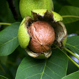Nuc de Marea Neagra (Juglans Regia), cu gust gulce-amarui