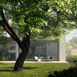 Nuc de Marea Neagra Nealtoit (Juglans Regia), cu dust dulce-amarui