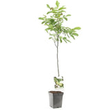 Nuc de Marea Neagra Nealtoit (Juglans Regia), cu dust dulce-amarui