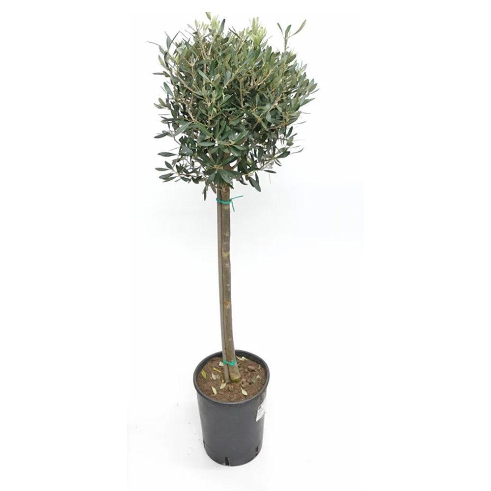 Maslin European Arbequina Aclimatizat, 100-110 cm, rezistent iarna, usor de ingrijit, vesnic verde, fructifer, efect mediteranean, Tulpina 60 cm