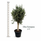 Európai olajfa ‘Arbequina’ akklimatizált, 170 cm, télálló, örökzöld, termő