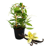 Orhideea de Vanilie (Vanilla Planifolia)