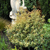 Osmanthus Goshki