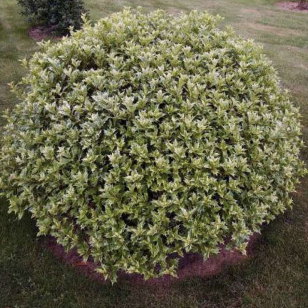 Ilex Fals japonez auriu Osmanthus heterophyllus, arbust vesnic verde cu frunze lucioase variegate auriu-verde si flori albe foarte parfumate de toamna