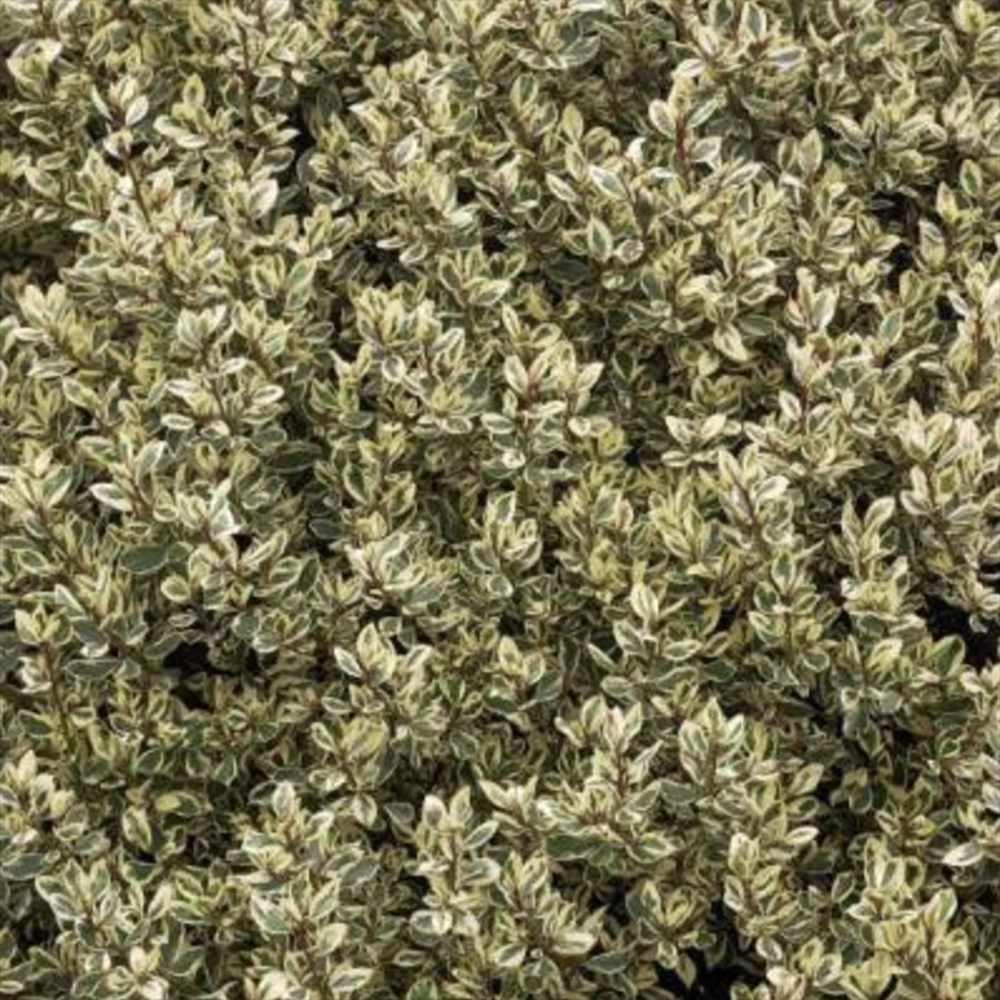 Ilex Fals japonez auriu Osmanthus heterophyllus, arbust vesnic verde cu frunze lucioase variegate auriu-verde si flori albe foarte parfumate de toamna