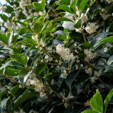 Illatcserje Osmanthus aquifolium – örökzöld cserje illatos fehér virágokkal és fényes lombozattal