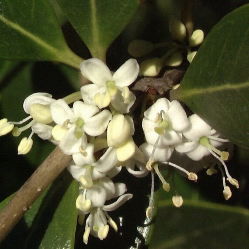 Illatcserje Osmanthus aquifolium – örökzöld cserje illatos fehér virágokkal és fényes lombozattal