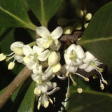 Illatcserje Osmanthus aquifolium – örökzöld cserje illatos fehér virágokkal és fényes lombozattal