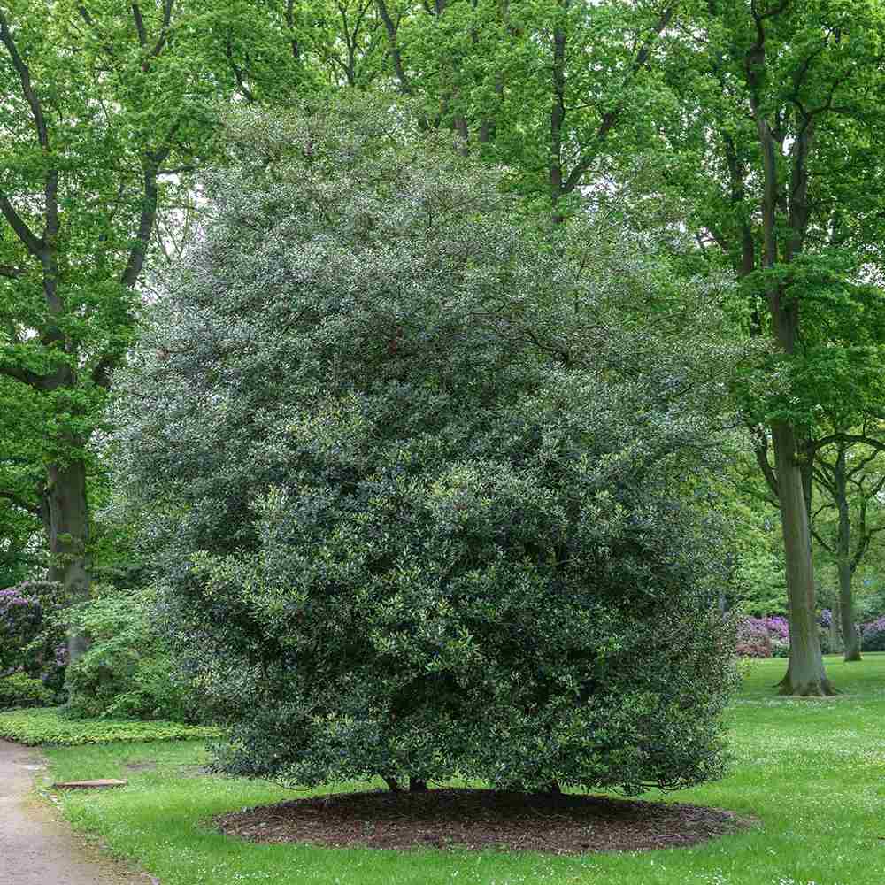 Illatcserje Osmanthus aquifolium – örökzöld cserje illatos fehér virágokkal és fényes lombozattal
