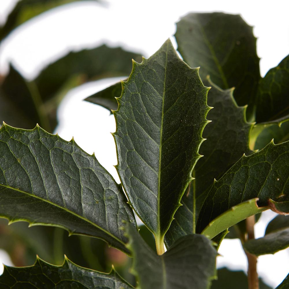Illatcserje Osmanthus aquifolium – örökzöld cserje illatos fehér virágokkal és fényes lombozattal