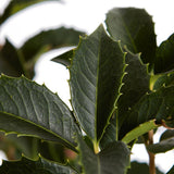 Illatcserje Osmanthus aquifolium – örökzöld cserje illatos fehér virágokkal és fényes lombozattal