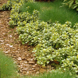 Pachysandra Green Carpet, tarator, vesnic verde cu flori