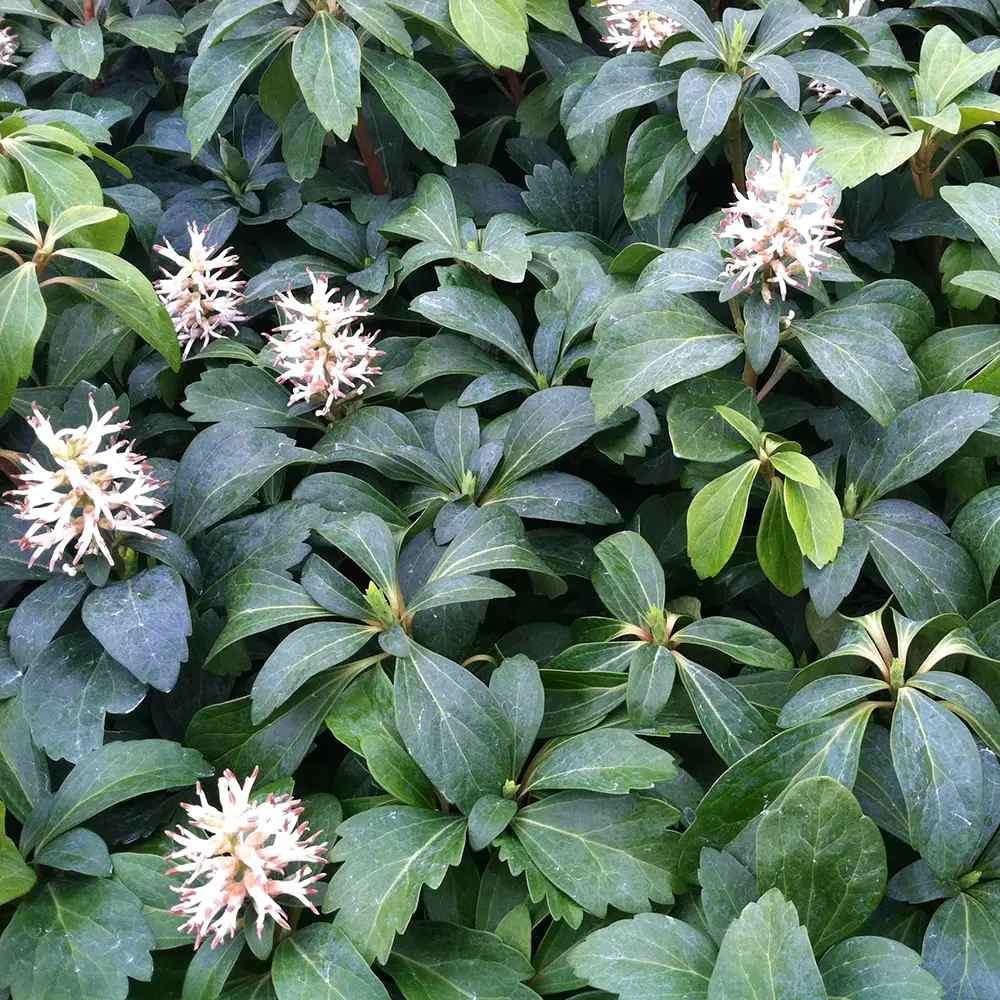 Pachysandra Green Carpet, planta acoperitoare de sol cu flori albe, vesnic verde, rezistenta frig,