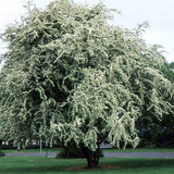 Paducel de Padure (Crataegus laevigata), cu flori albe