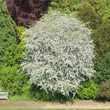 Paducel de Padure (Crataegus laevigata), cu flori albe