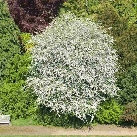 Paducel de Padure (Crataegus laevigata), cu flori albe