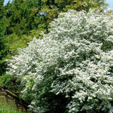 Paducel de Padure (Crataegus laevigata), cu flori albe