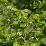 Paducel de Padure (Crataegus laevigata), cu flori albe
