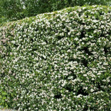 Paducel de Padure (Crataegus laevigata), cu flori albe