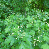 Paducel de Padure (Crataegus laevigata), cu flori albe