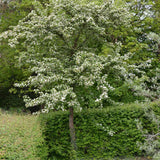 Paducel de Padure (Crataegus laevigata), cu flori albe