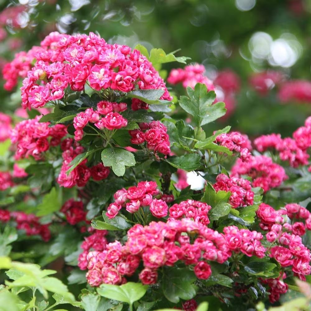 Paducelul Paul's Scarlet (Crataegus media), cu flori rosii