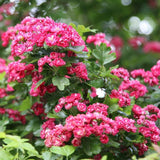 Paducelul Paul's Scarlet (Crataegus media), cu flori rosii