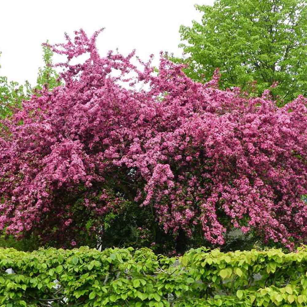 Paducelul Paul's Scarlet (Crataegus media), cu flori rosii