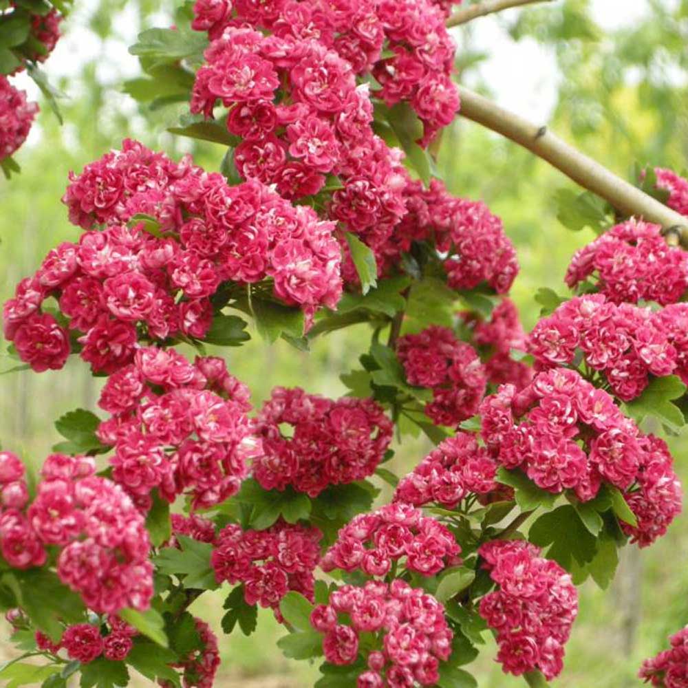 Paducelul Paul's Scarlet (Crataegus media), cu flori rosii