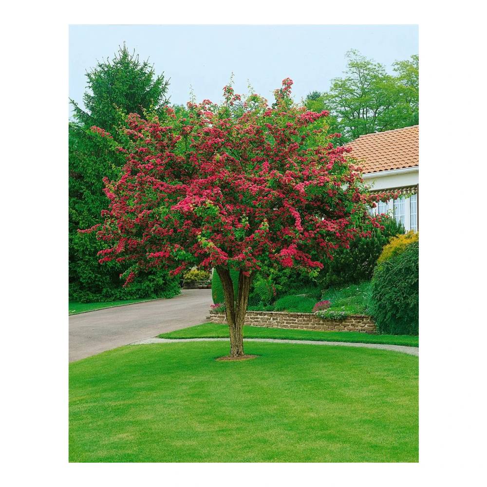Paducelul Paul's Scarlet (Crataegus media), cu flori rosii