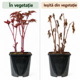 Piros bazsarózsa 'Red Sarah Bernhardt'