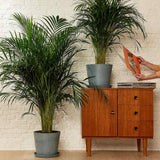 Palmier Dypsis (Areca) Lutescens - 65 cm