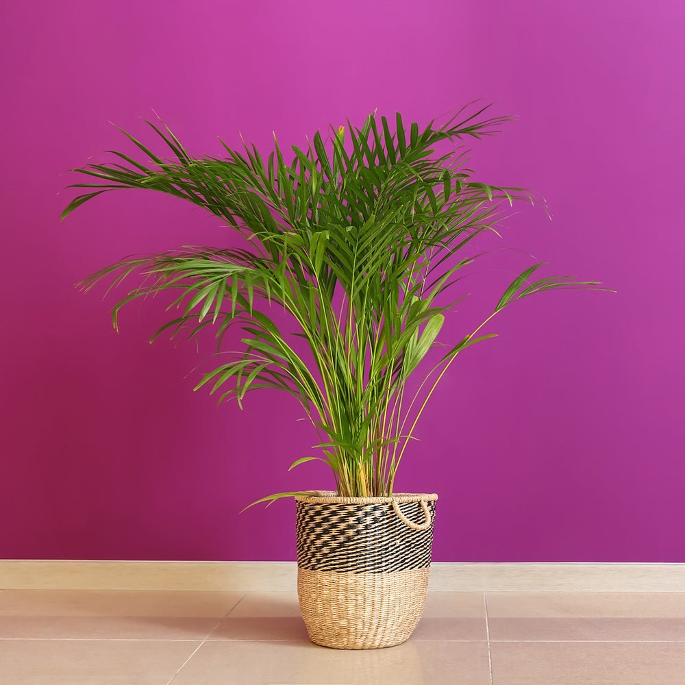 Palmier Dypsis (Areca) Lutescens - 65 cm