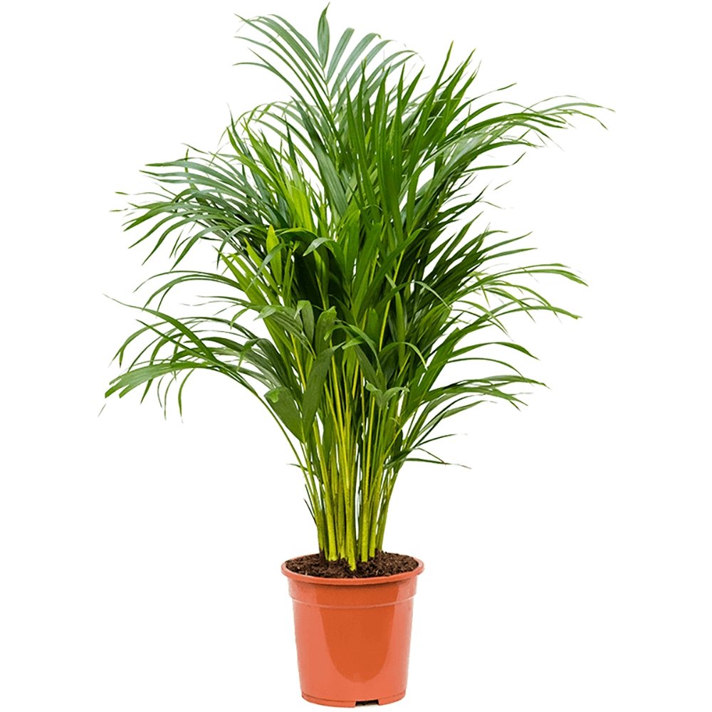 Palmier Areca Dypsis Lutescens - 90-100 cm