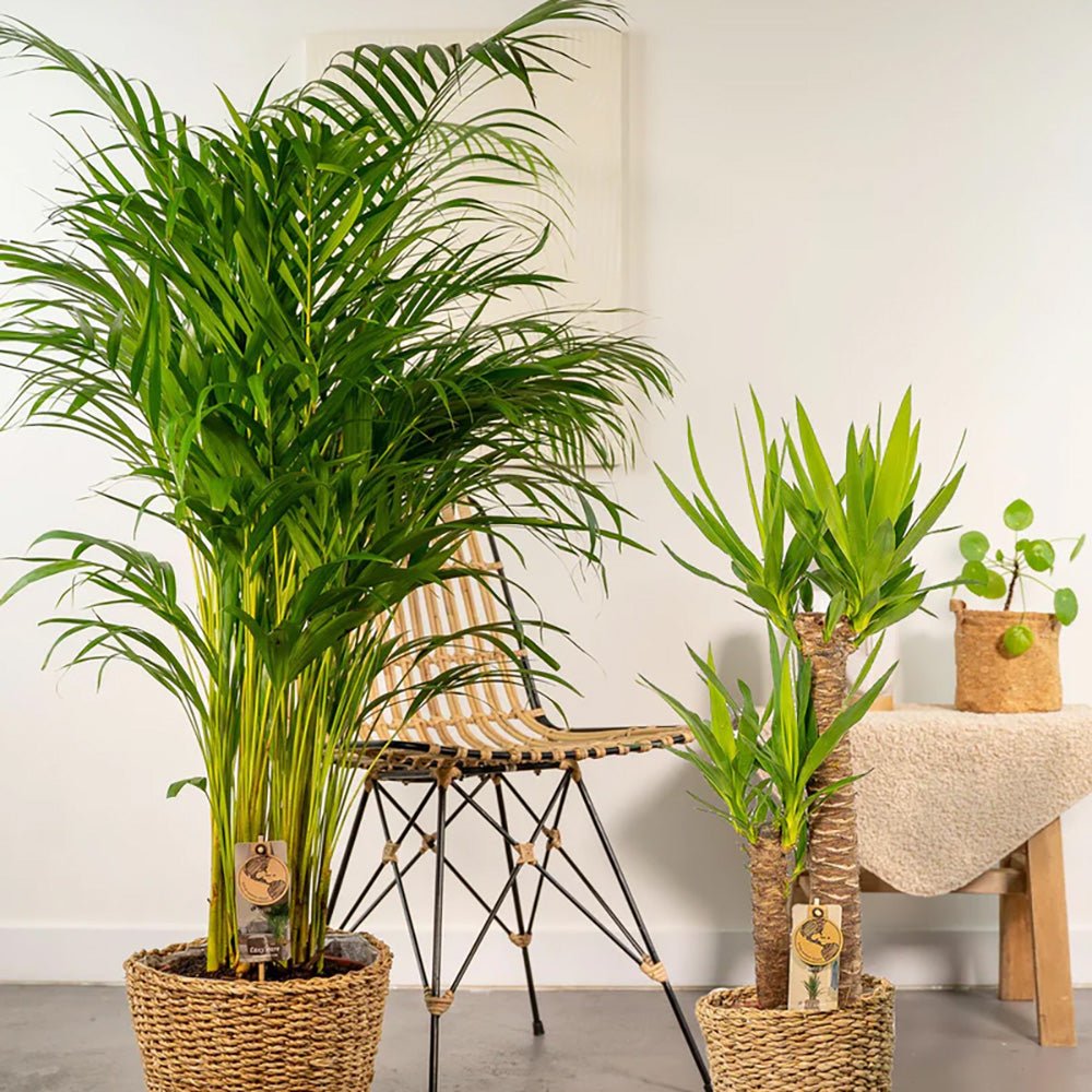 Palmier Areca Dypsis Lutescens - 130 cm