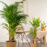 Palmier Areca Dypsis Lutescens - 130 cm