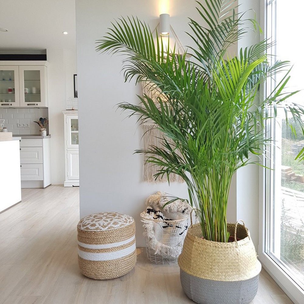 Palmier Areca Dypsis Lutescens - 130 cm