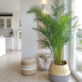 Palmier Areca Dypsis Lutescens - 130 cm