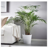 Palmier Areca Dypsis Lutescens - 130 cm