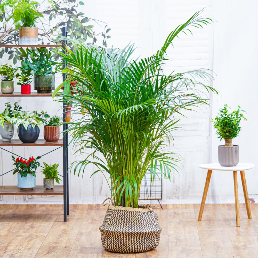 Palmier Areca Dypsis Lutescens - 130 cm