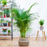 Palmier Areca Dypsis Lutescens - 130 cm
