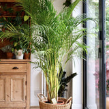 Palmier Areca Dypsis Lutescens - 140/150 cm