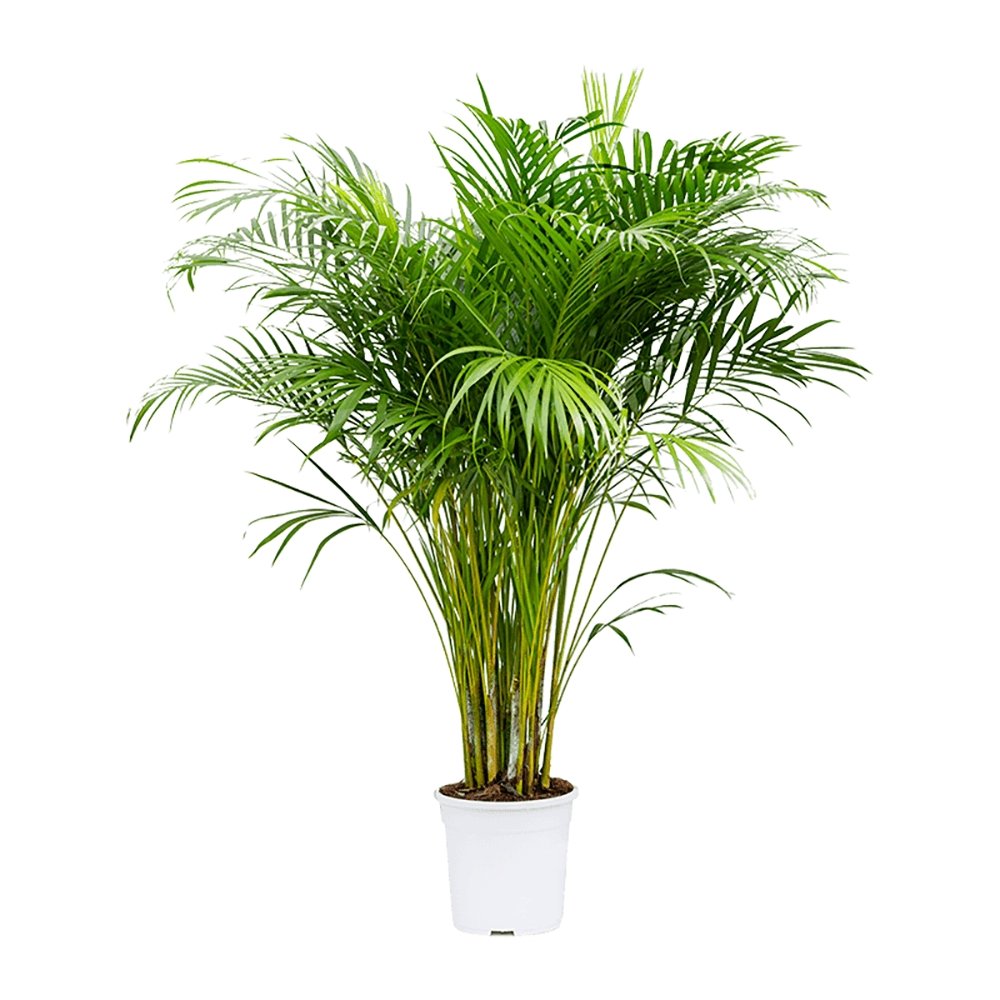 Palmier Areca Dypsis Lutescens - 140/150 cm