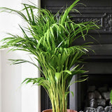 Palmier Areca Dypsis Lutescens - 140/150 cm