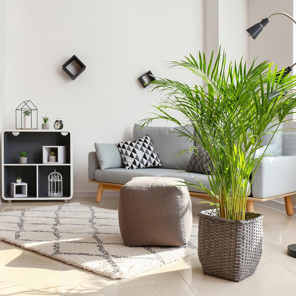 Palmier Areca Dypsis Lutescens - 140/150 cm