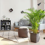 Palmier Areca Dypsis Lutescens - 140/150 cm