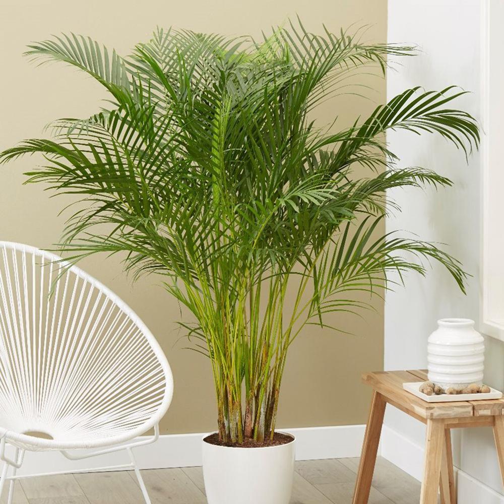 Palmier Areca Dypsis Lutescens - 140/150 cm