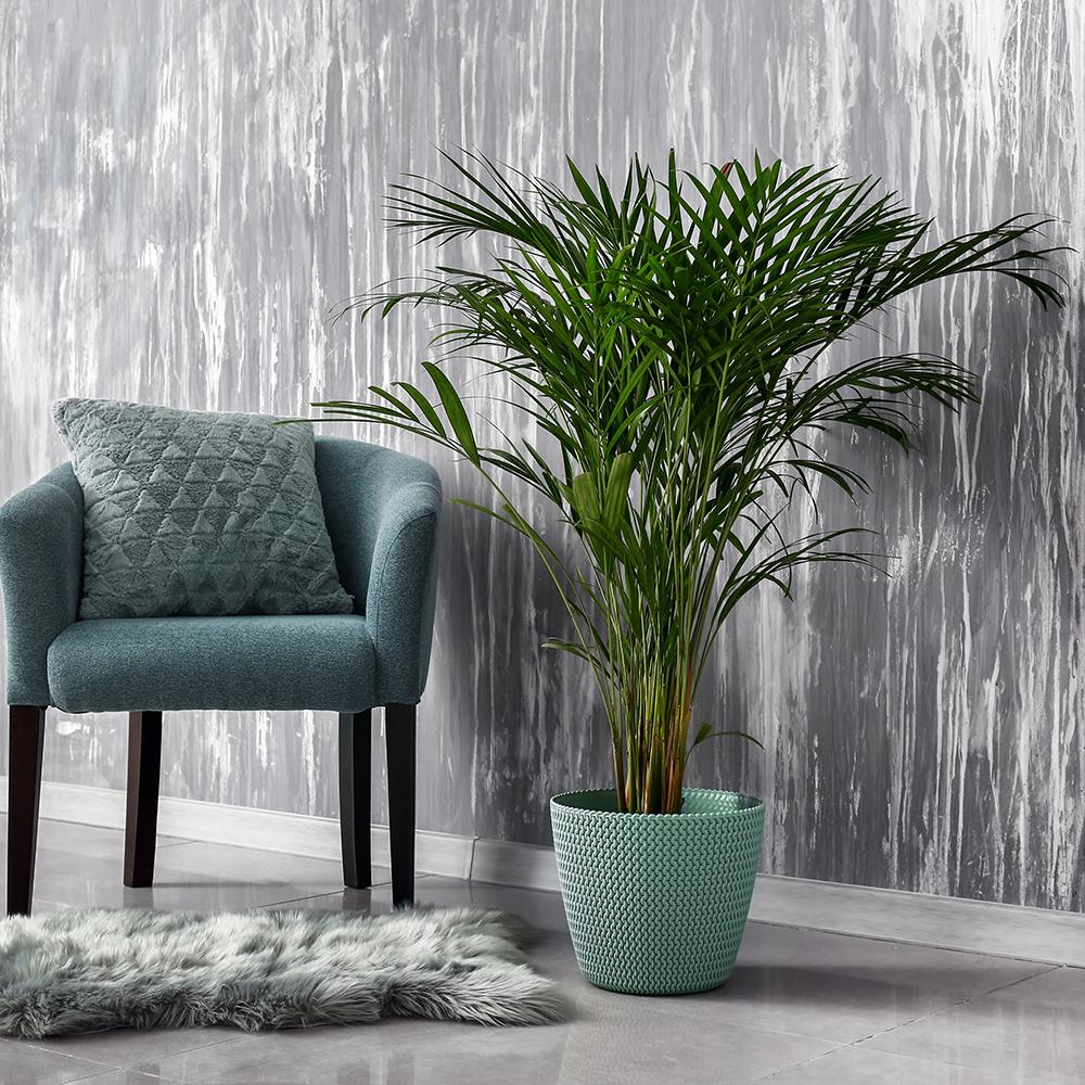 Palmier Areca Dypsis Lutescens - 140/150 cm