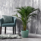 Palmier Areca Dypsis Lutescens - 140/150 cm